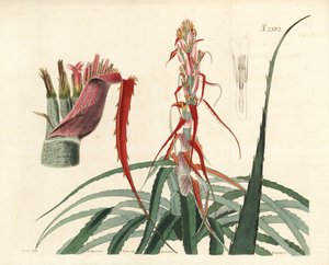 Aguava, Bromelia alsodes (Smalbladige ananas, Bromelia sylvestris) door Unbekannter Künstler
