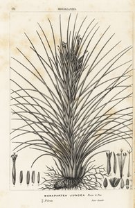 Luchtplant, Tillandsia juncea (Bonapartea juncea). Handgekleurde lithografie uit Louis van Houtte en Charles Lemaire