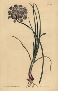 Allium stellerianum (Narcisbladige knoflook)