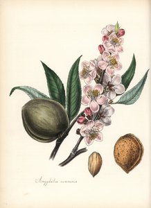 Amandel - Gewone amandel, Prunus amygdalus (Amygdala communis), met bloesem, blad, vrucht en zaad (noot). Handgekleurde zinkografie door Chabots getekend door Miss M. A. Burnett uit haar "Plantae Utiliores: of Illustraties van Nuttige Planten," Whittaker,  door Unbekannter Künstler