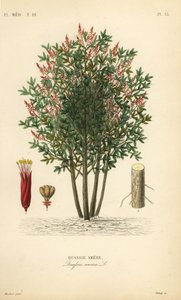 Amargo, bitterhout of hombre grande, Quassia amara, Quassie amere door Unbekannt