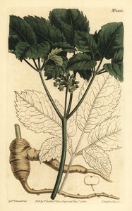Amerikaanse ginseng door Unbekannt