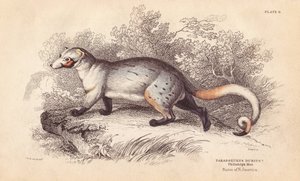 Amerikaanse paradoxide. Uit een specimen in Philadelphia Museum. Handgekleurde staalgravure door Lizars naar een illustratie van Charles Hamilton Smith uit William Jardine