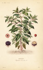 Amerikaanse karmozijnbes, Phytolacca americana