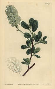 Amerikaanse toverhazelaar, Fothergilla gardenii (Blunt-leaved fothergilla, Fothergilla alnifolia obtusa) door Unbekannt