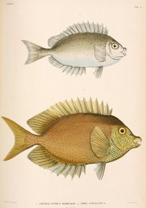 Amphacanthus dorsalis, Amphacanthus corallinus, Indonesië door Unbekannter Künstler