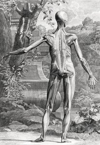 Anatomische illustratie door Unbekannter Künstler