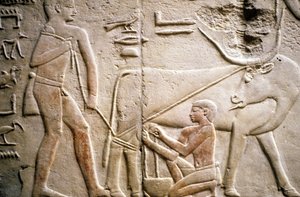 Oud Egypte: Saqqarah (of Saqqara of Sakkarah): necropolis van het Oude Rijk, graf van edele. Detail van de reliëfs die het melken van een buffel voorstellen