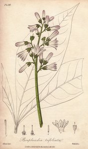 Angosturaboom, Angostura trifoliata