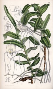 Angraecum germinyanum, Madagaskar witte orchidee door Unbekannter Künstler