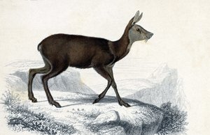 Dwerghert (Moschus Pygnueus). Zoogdieren viervoetige herkauwers - in Dictionnaire universel d