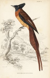 Annobon paradijs vliegenvanger, kwetsbaar. Handgekleurde staalgravure door William Lizars naar William Swainson uit Sir William Jardine