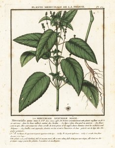 Eenjarige mercurialis, Mercurialis annua door Unbekannter Künstler