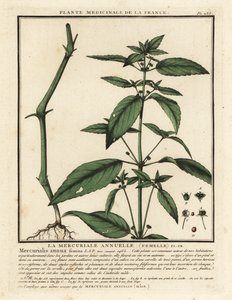Jaarlijkse mercurialis, Mercurialis annua