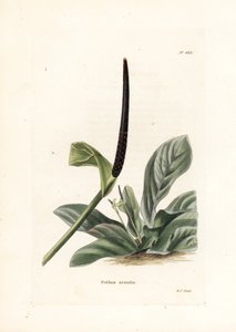 Anthurium vogelnest of anthurium kool (Pothos acaulis) - Lithografie door George Cooke, voor het Britse tijdschrift Conrad Loddiges Botanical Cabinet (1738-1826)