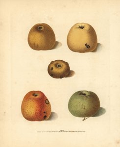 Appelrassen, Malus domestica: Franklin