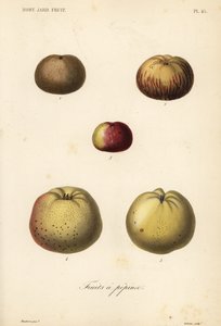 Appelrassen, Malus pumila
