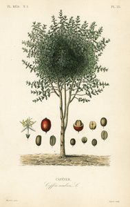 Arabische koffiestruik, Coffea arabica, Cafeyer door Unbekannter Künstler