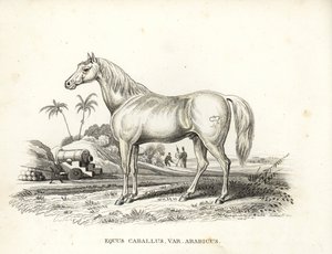 Arabisch of Arabisch paard, Equus caballus var. arabicus. Met het merk van Napoleon op zijn flank en Franse soldaten en kanonnen in een Noord-Afrikaans slagveld. Handgekleurde lithografie uit Georg Friedrich Treitschke