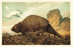 Archaeopteryx lithographica en Panochthus tuberculatus. 1908 (lithografie)