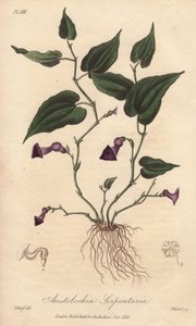 Aristoloche (Aristolochia serpentaria) - Sterk water door William Clarke ter illustratie van 