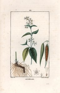 Asclepiade ou herbe à la wadding ou herbe aux parruches - Gravure door Lambert fils, naar een tekening van Pierre Jean Francois Turpin, uit La flore medicale, de Chaumeton, Poiret et Chamberet, Parijs 1830 - Zwaluwkruid, Vincetoxicum hirundinaria door Unbekannter Künstler