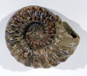 Asteroceras obtusum (Ammoniet) gevonden in Lyme Regis, Dorset, Onder-Jura Periode