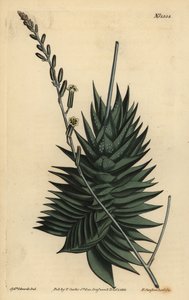 Astroloba spiralis (Pentagonale aloë, Aloe pentagona) door Unbekannt