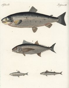 Atlantische zalm, Salmo salar 1, tonijn, Thunnus soorten 2, Atlantische haring, Clupea harengus 3, en Atlantische makreel, Scomber scombrus 4. Handgekleurde kopergravure uit Friedrich Johann Bertuch