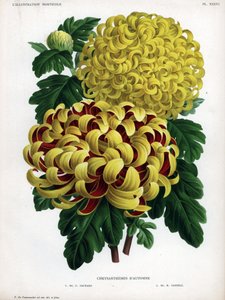 Herfstchrysanten hybriden: M. C. Orchard heeft grote gele bloem en karmozijnrood en M. H.Cannell heeft grote gele bloem door Unbekannter Künstler