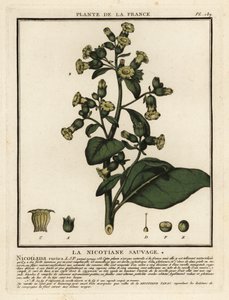Azteekse tabak, Nicotiana rustica