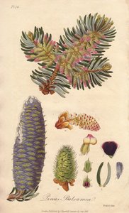 Balsemspar (Abies balsamea) - Sterk water door William Clarke ter illustratie van 