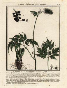Christoffelkruid, Actaea spicata door Unbekannter Künstler