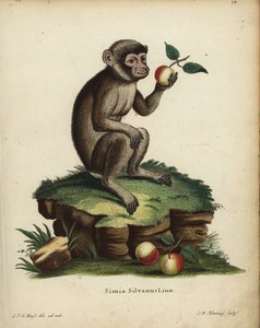 Berberaap of makaak, Macaca sylvanus. Bedreigd. Simia silvanus Linn. Handgekleurde kopergravure door C.D. Henning naar een illustratie getekend naar de natuur door C. J. G. Reuss uit Johann Christian Daniel Schreber