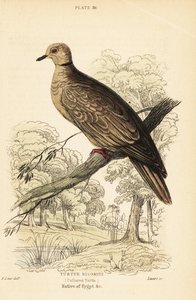 Barbarijse duif, Streptopelia risoria