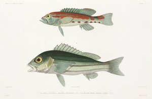 Gestreepte serrano zeebaars en Blauwe en gouden snapper door Unbekannter Künstler
