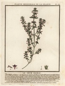 Basilicum tijm, Clinopodium acinos