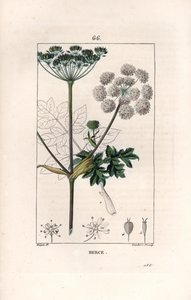 Berce ou charavie - Gravure door Lambert fils, naar een tekening van Pierre Jean Francois Turpin, uit La flore medicale, de Chaumeton, Poiret et Chamberet, Parijs 1830 - Gewone berenklauw, Heracleum sphondylium