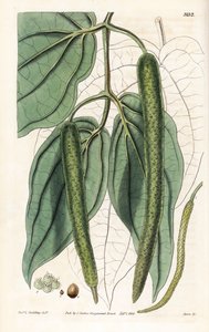 Betel - Betelpeper, Piper betle door Unbekannter Künstler