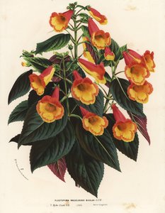 Bicolor Achimenantha x naegelioides cultivar (Plectopoma naegelioides bicolor). Handgekleurde lithografie uit Louis van Houtte en Charles Lemaire