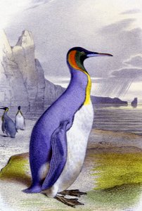 Grote pinguïn door Unbekannter Künstler