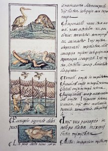Vogeljacht op het meer, pagina uit de Florentijnse Codex, tweetalige versie in Spaans en Nahuatl, Algemene Geschiedenis van de Dingen van Nieuw-Spanje, door de Spaanse missionaris Fray Bernardino de Sahagun (1499-1590). Azteekse beschaving door Benjamin Baud