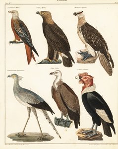 Roofvogels door Unbekannter Künstler