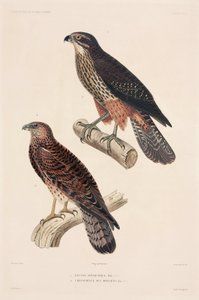 Roofvogels door Unbekannter Künstler