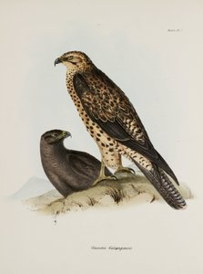 Roofvogels, Galapagos Eilanden, ca. 1832-1836