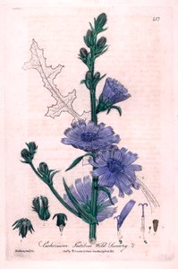 Bittere cichorei (Cichorium intybus) Botanische plaat uit British Phaenogamous Botany door William Baxter en Charles Mathews, 1841 door Unbekannter Künstler