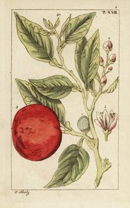 Bittere sinaasappel of Sevilla-sinaasappel, Citrus x aurantium