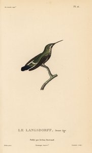 Zwartbuik thorntail, Discosura langsdorffi (Ornismya langsdorfii). Onvolwassen. Handgekleurde staalgravure door Coutant naar een illustratie van Jean-Gabriel Pretre uit Rene Primevere Lesson