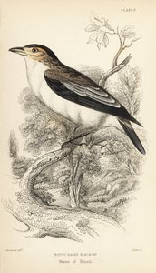 Zwartgekroonde tityra. Handgekleurde staalgravure door William Lizars naar een illustratie van William Swainson uit Sir William Jardine