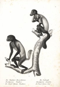 Zwartkop uakari, Cacajao melanocephalus ouakary (Brachyurus ouakari) en bruinrug baardsaki, Chiropotes israelita (Brachyurus israelita). Lithografie door Karl Joseph Brodtmann uit Heinrich Rudolf Schinz